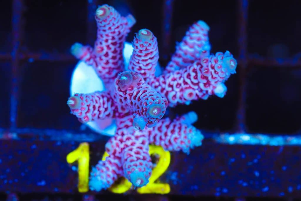 Frag Box Corals
