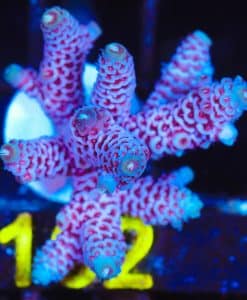 Wysiwyg  Huge Blueberry Wine Acropora Millipora Frag [F162]