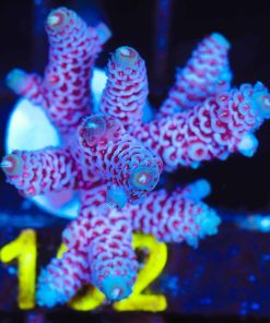 Wysiwyg  Huge Blueberry Wine Acropora Millipora Frag [F162]