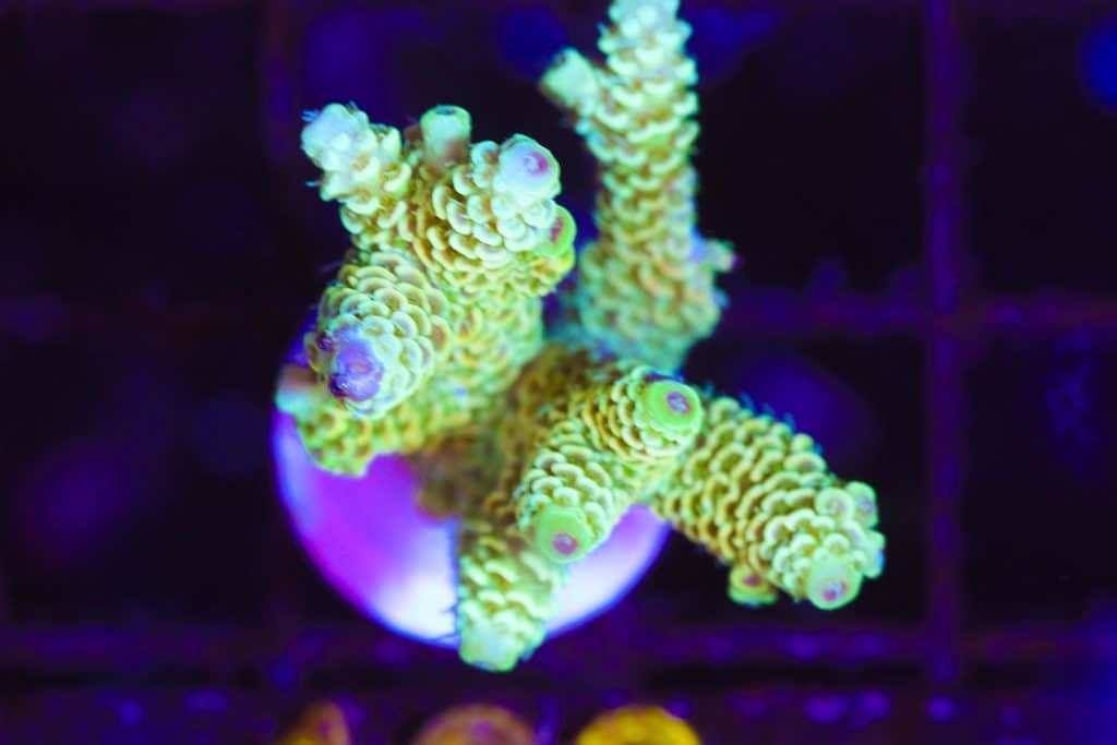 Frag Box Corals