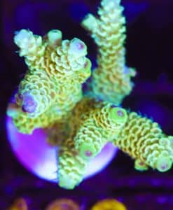 Wysiwyg  Large Sunshine Acropora Frag [F166]
