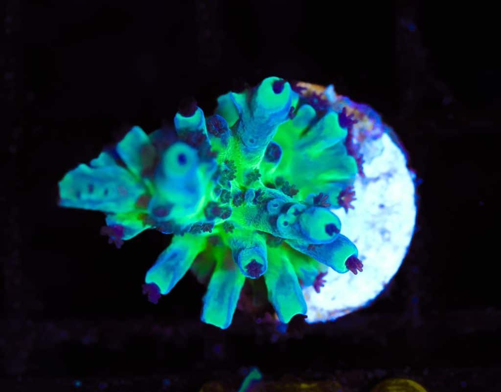 Frag Box Corals