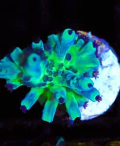 Wysiwyg Miyagi Tortusa Acropora Frag [F170]