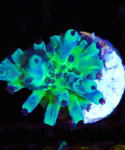 Wysiwyg Miyagi Tortusa Acropora Frag [F170]