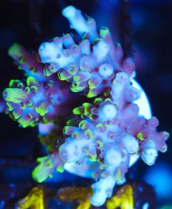 Wysiwyg Sabertooth Acropora Frag [F171]