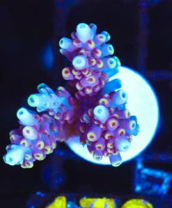 Wysiwyg  Power Ranger Acropora Frag [F172]