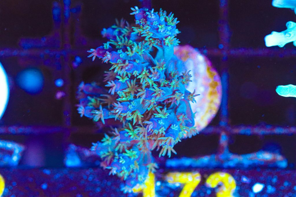 Frag Box Corals