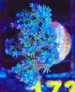 Wysiwyg Blue Beast Acropora Horrida Frag  [F173] *rare species*