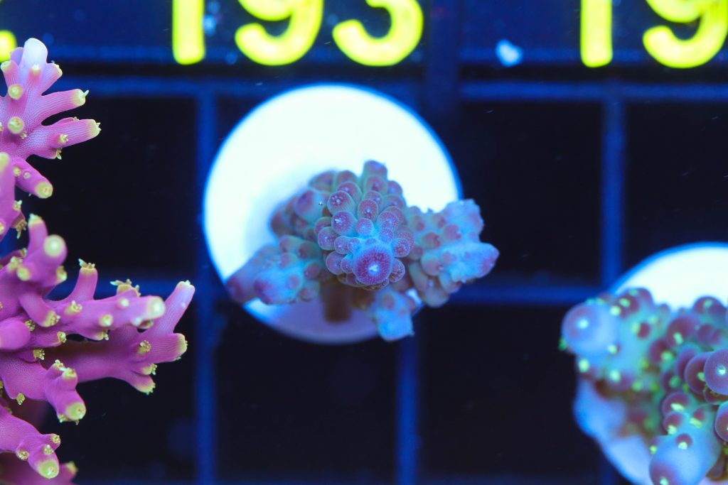 Frag Box Corals