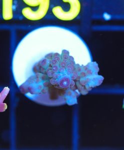 Wysiwyg Small Northern Lights Acropora Frag  [F186]