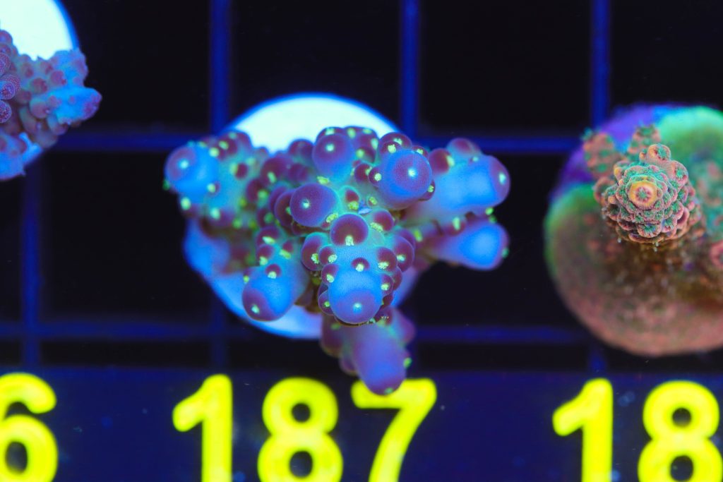 Frag Box Corals