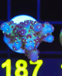 Wysiwyg  Death Star Granulsa Acropora Frag  [F187]