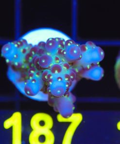 Wysiwyg  Death Star Granulsa Acropora Frag  [F187]