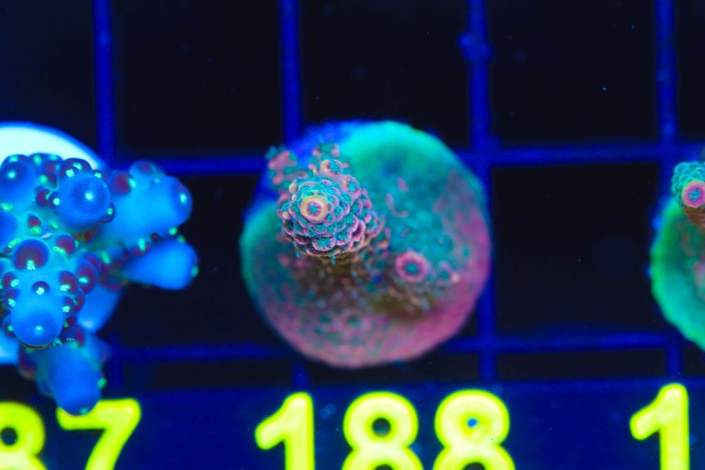 Frag Box Corals