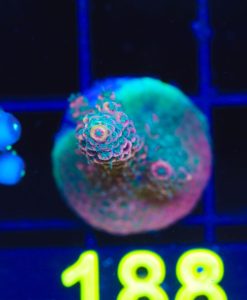Wysiwyg Two Tone Acropora Frag  [F188]