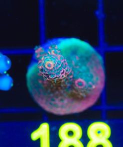 Wysiwyg Two Tone Acropora Frag  [F188]