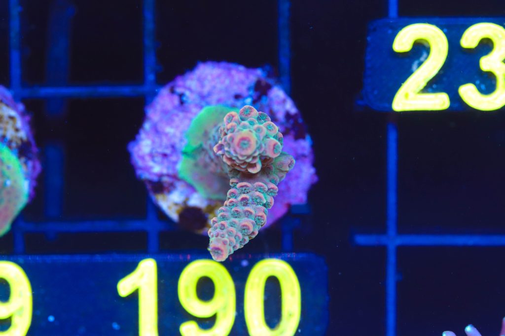 Frag Box Corals