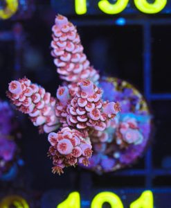 Wysiwyg Pink Matrix Acropora Frag [F191] *Free shipping no minimum livestock spend*
