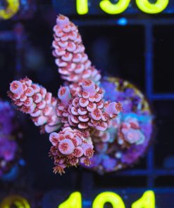 Wysiwyg Pink Matrix Acropora Frag [F191] *Free shipping no minimum livestock spend*