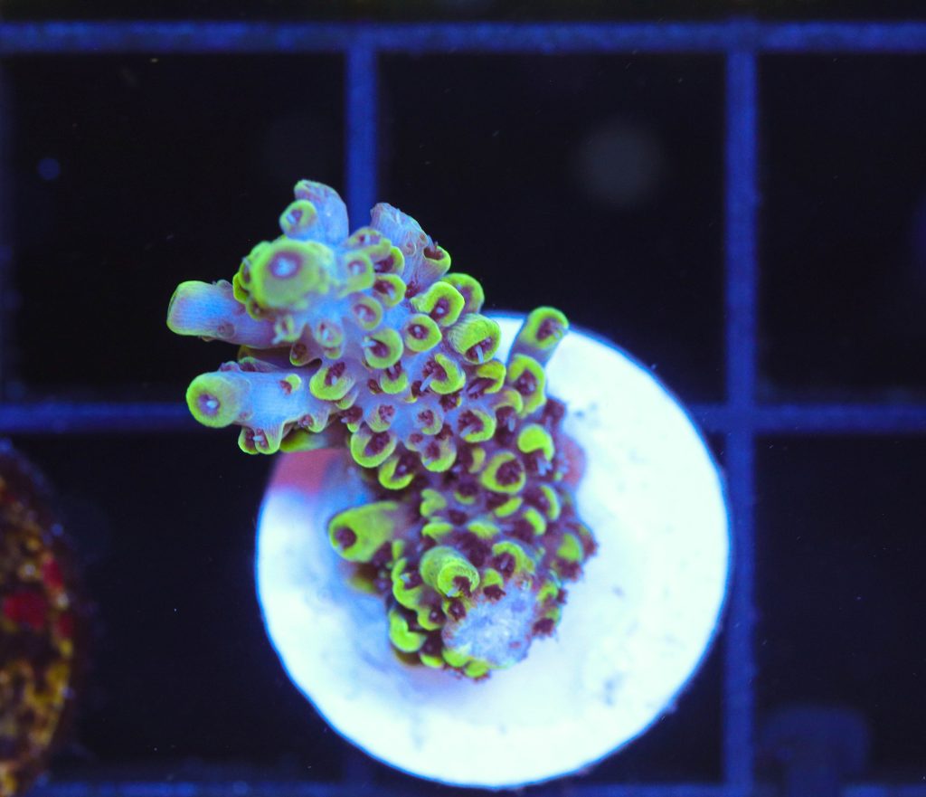 Frag Box Corals