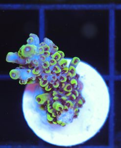 Wysiwyg Scorpion Acropora Frag [F193]