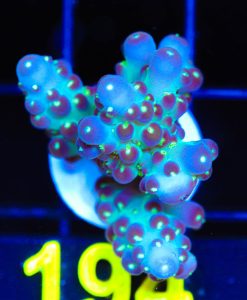 Wysiwyg Large Death Star Acropora Frag [F194]