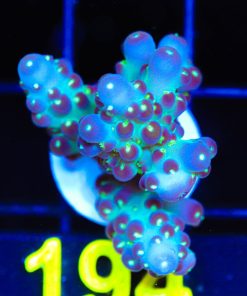 Wysiwyg Large Death Star Acropora Frag [F194]