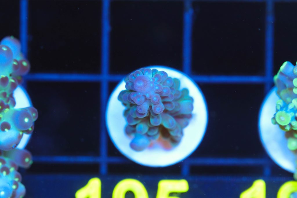 Frag Box Corals