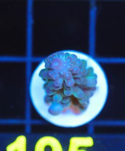 Wysiwyg Acropora Frag [F195]