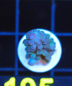 Wysiwyg Acropora Frag [F195]