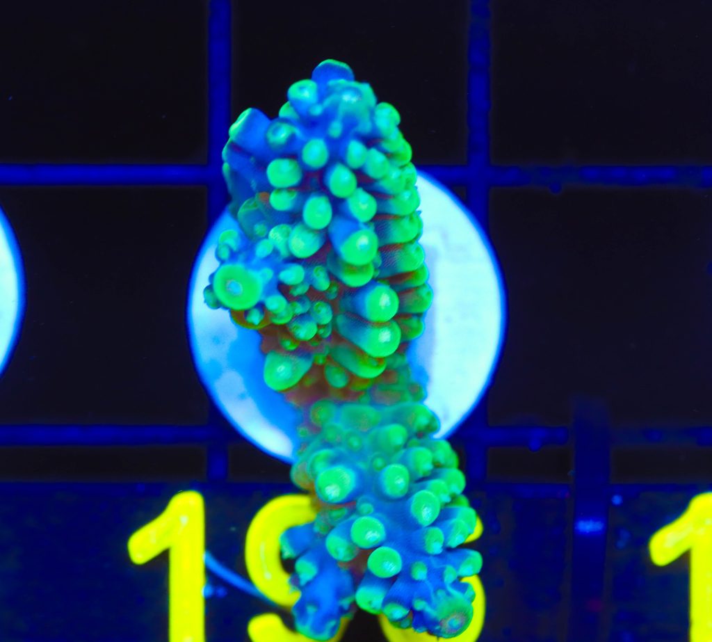 Frag Box Corals