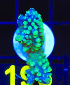 Wysiwyg Large Blue Snake Acropora Seclae Frag [F196] *rare species*