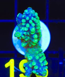Wysiwyg Large Blue Snake Acropora Seclae Frag [F196] *rare species*