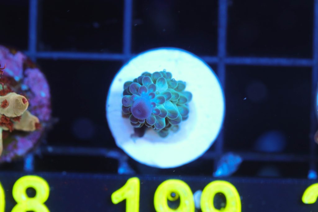 Frag Box Corals