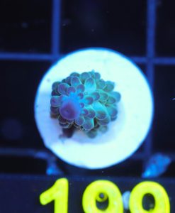 Wysiwyg Northern Lights Acropora Frag [F199]