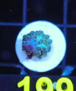 Wysiwyg Northern Lights Acropora Frag [F199]