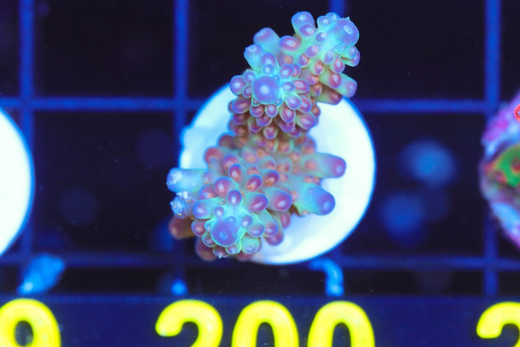 Frag Box Corals