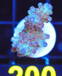 Wysiwyg  Acropora Frag [F200]