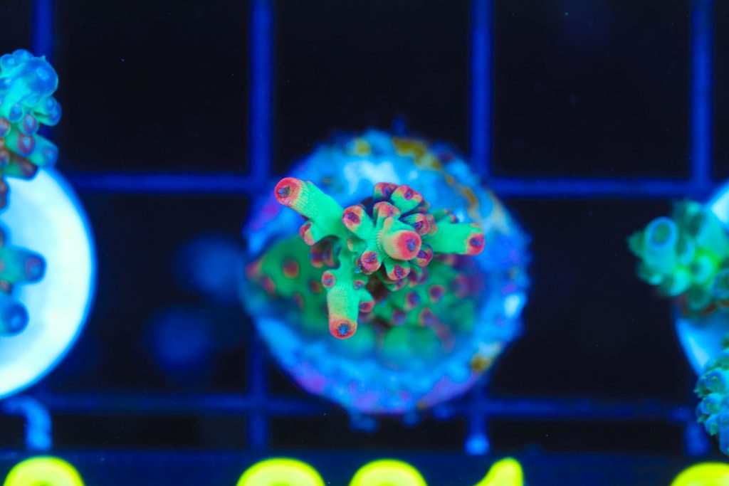 Frag Box Corals