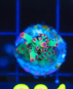 Wysiwyg Shortcake Acropora Frag [F201]