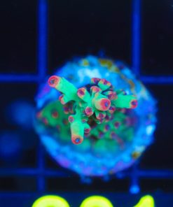 Wysiwyg Shortcake Acropora Frag [F201]