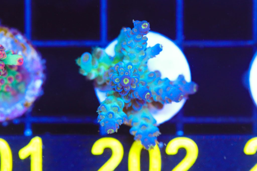 Frag Box Corals