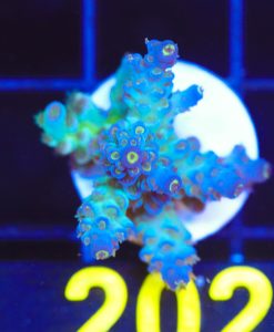 Wysiwyg Sub Zero Acropora Frag [F202]