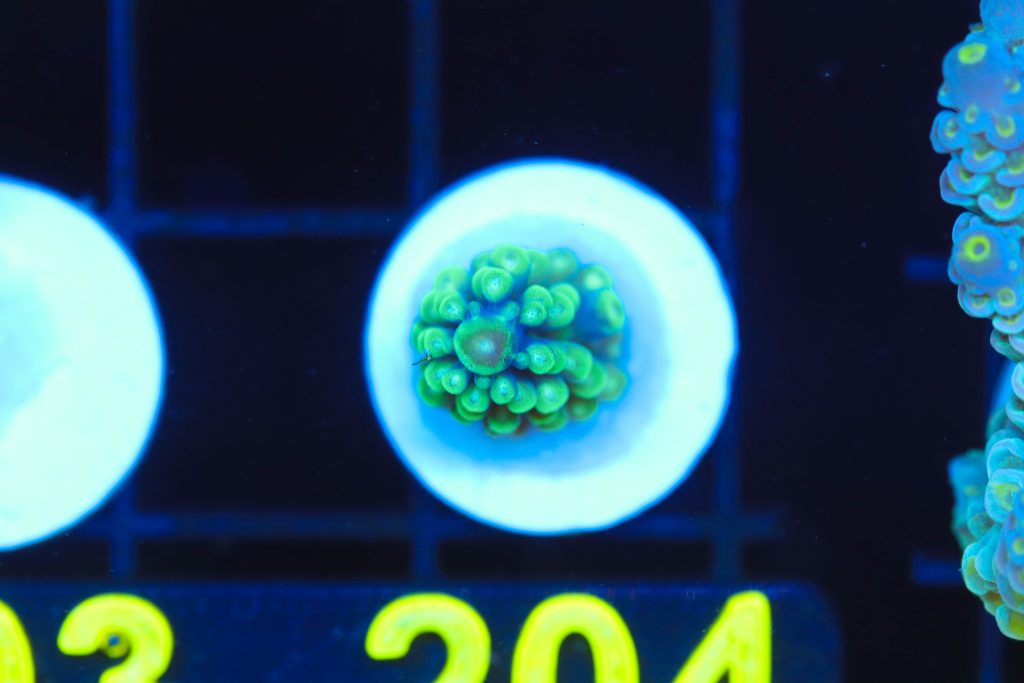 Frag Box Corals