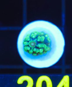Wysiwyg Acropora Frag[F204]