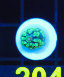 Wysiwyg Acropora Frag[F204]