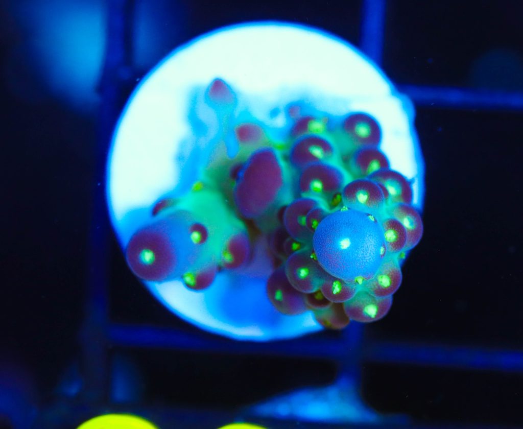 Frag Box Corals