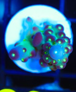 Wysiwyg Small Death Star Acropora Frag [F205]