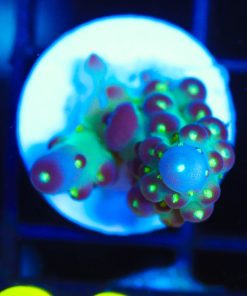 Wysiwyg Small Death Star Acropora Frag [F205]