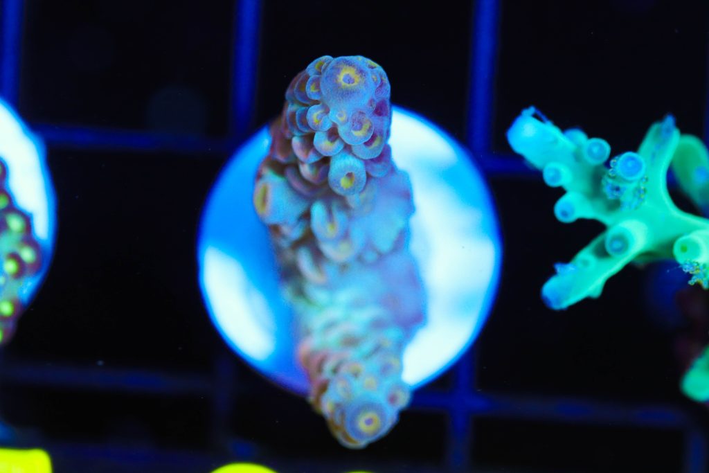 Frag Box Corals